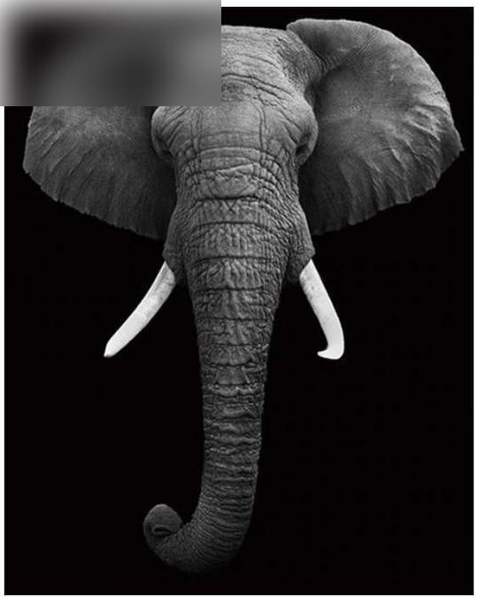 Animal Paint by Number Kits - Painting By Number