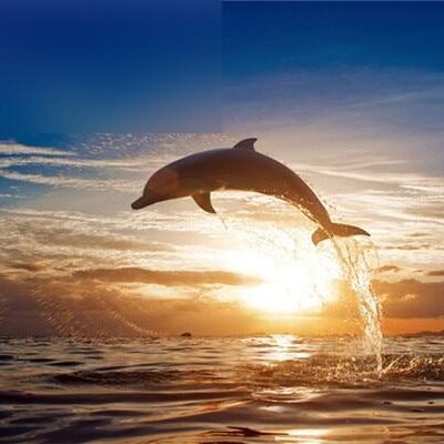 Sunset Dolphin Paint By Number Kit - Painting By Number