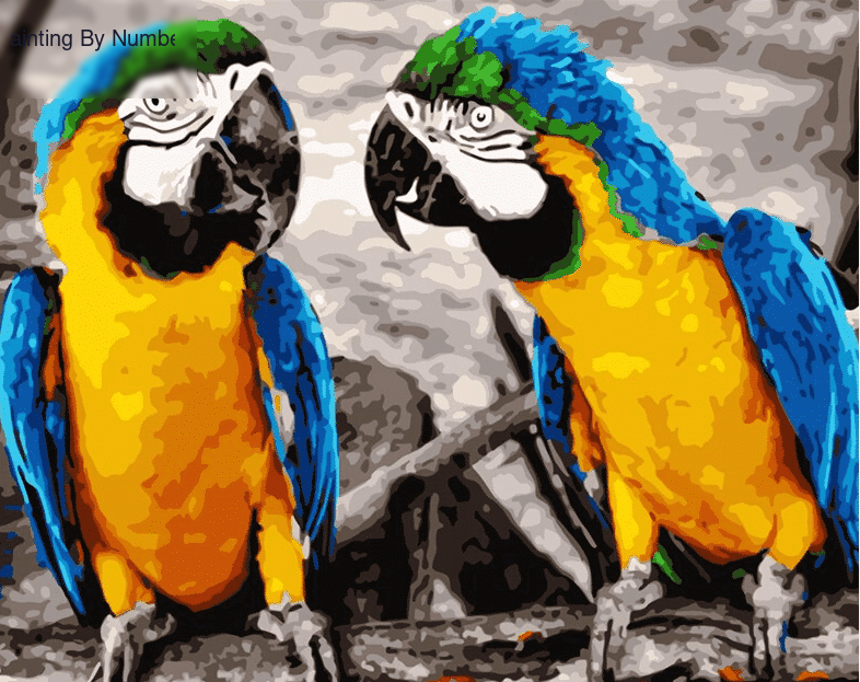 Cute Parrots Paint by Numbers Kit - DIY Art