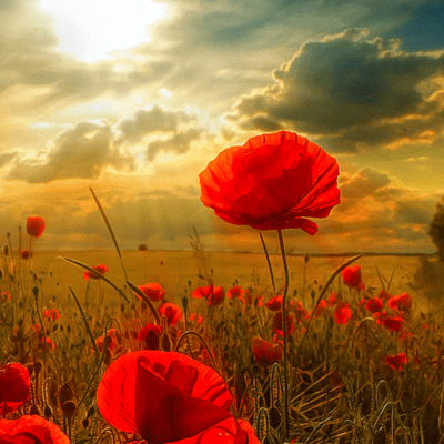 Flowers Azalea Paint by Numbers Kit - DIY Art