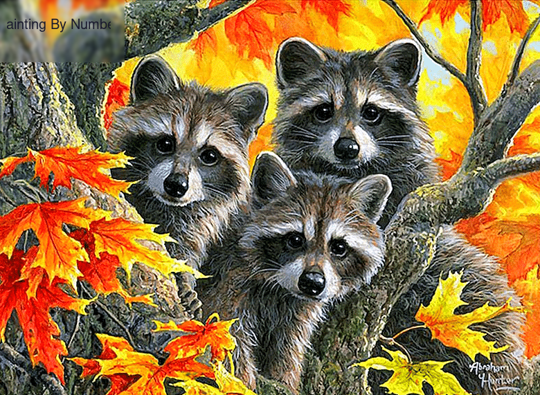 Maple Tree Raccoons Paint by Numbers Kit - DIY Art
