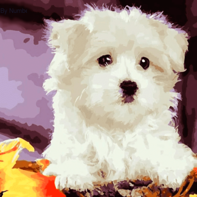 Paint by Number Kit White Cute Dog - Painting By Number